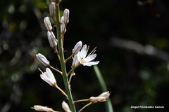 Asphodelus cerasiferus