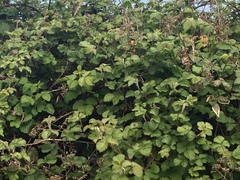 Rubus