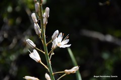 Asphodelus cerasiferus