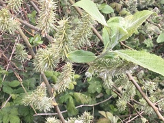 Salix