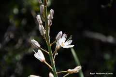 Asphodelus cerasiferus