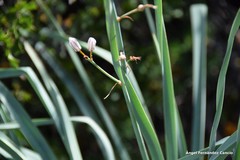 Asphodelus cerasiferus
