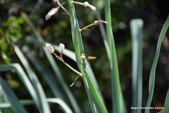 Asphodelus cerasiferus