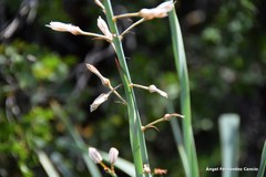 Asphodelus cerasiferus