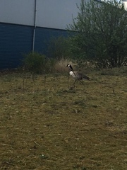 Branta canadensis