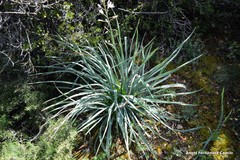 Asphodelus cerasiferus