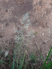 Trichanthecium natalense