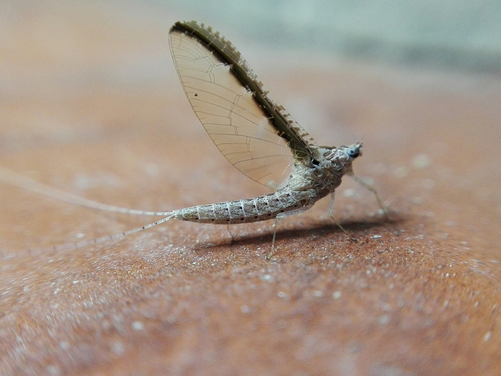 Callibaetis viviparus