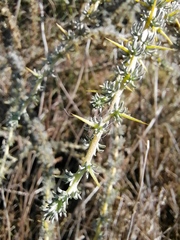 Aspalathus acanthophylla