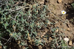 Helianthemum asperum