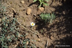Helianthemum asperum