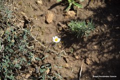 Helianthemum asperum