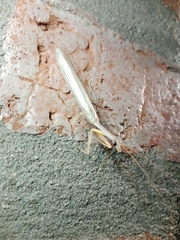 Orthoderella ornata