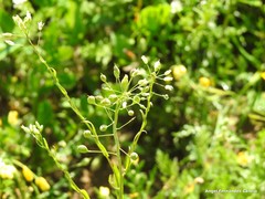 Calepina irregularis