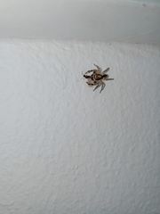 Menemerus bivittatus