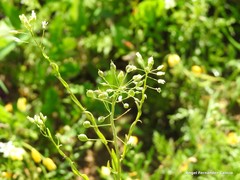 Calepina irregularis