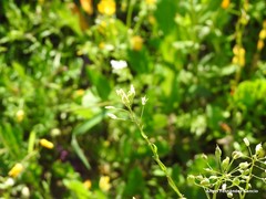 Calepina irregularis