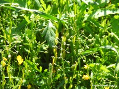 Calepina irregularis