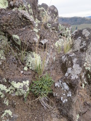Gingidia enysii peninsulare
