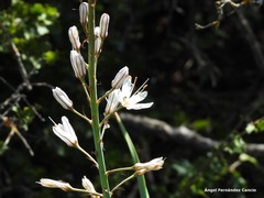 Asphodelus cerasiferus