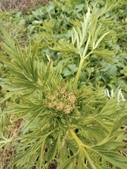 Cnidium monnieri