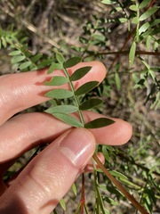 Boronia floribunda