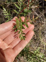 Boronia floribunda
