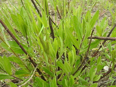 Dittrichia viscosa