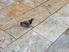 Columba livia domestica