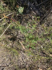 Boronia floribunda