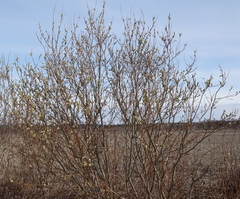 Salix phylicifolia