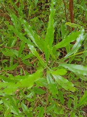 Beilschmiedia tawa