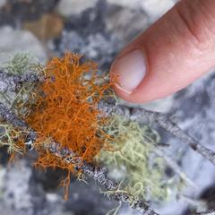 Teloschistes capensis