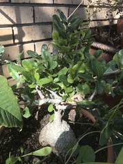 Magnoliopsida