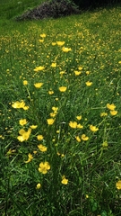 Ranunculus acris