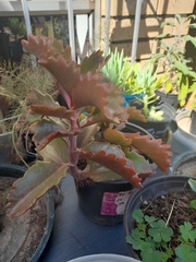 Kalanchoe