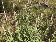 Pterocaulon redolens