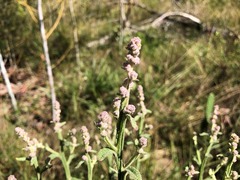 Pterocaulon redolens