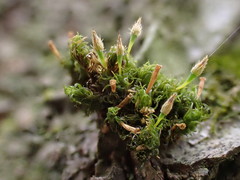 Ulota crispa