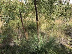 Xanthorrhoea glauca