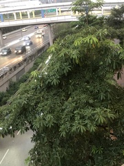Alstonia