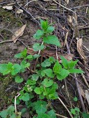Lamium maculatum