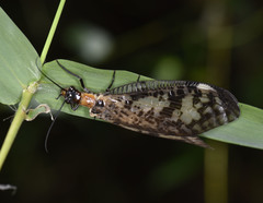 Neochauliodes sinensis