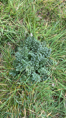 Jacobaea vulgaris