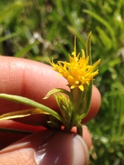 Ericameria parryi aspera