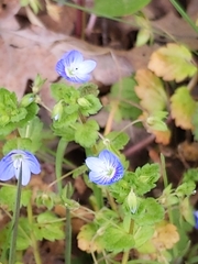 Veronica persica