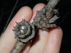 Cylindrococcus spiniferus