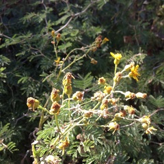 Senecio prionopterus