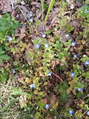 Veronica persica