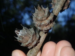 Cylindrococcus spiniferus